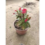 Kırmızı Dikenler Tacı Fidanı 10-20 Cm