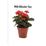 Kırmızı Dikenler Tacı Kaktüsü 1 Adet 15-25Cm Red Euphorbia Milii