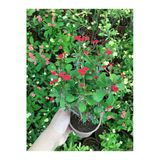 Kırmızı Dikenler Tacı Küçük Çiçekli Euphorbia Milli Kırmızı 10-20 Cm