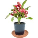 Kırmızı Euphorbia Milii (Dikenler Tacı) 10-20 Cm