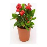 Kırmızı Euphorbia Milli Dikenler Tacı Fidanı 10-20 Cm