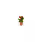 Kırmızı Euphorbia Milli / Dikenler Tacı Küçük Saksıda 10-20 Cm