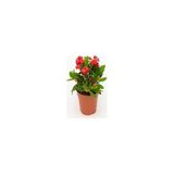 Kırmızı Euphorbia Milli / Dikenler Tacı Küçük Saksıda