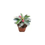 Kırmızı Euphorbia Milli / Dikenler Tacı, Saksıda 10-20 Cm