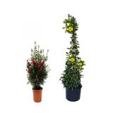 Kırmızı Fıça Çalısı Fidanı+Sarı Yasemin Çiçeği Fidanı 2'li Bahçe Peyzaj Seti, SRD04022025BYB506