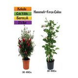 Kırmızı Fırça Çalısı+ Yoğun Kokulu Hanımeli Çiçeği Fidanı 2'li Bahçe Peyzaj Seti, SRD04022025BYB430