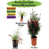 Kırmızı Fırça Çalısı+Kırmızı Mercan Çiçeği+Kurdele Çiçeği Hediyeli Peyzaj Seti