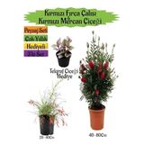 Kırmızı Fırça Çalısı+Kırmızı Mercan Çiçeği+Telgraf Çiçeği Hediyeli Peyzaj Seti, BTS0001NA2817
