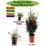 Kırmızı Fırça Çalısı+kırmızı Mercan Çiçeği+tül Kuşkonmaz Peyzaj Seti