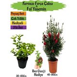 Kırmızı Fırça Çalısı+Kokulu Ful Yasemin+Buz Çiçeği Hediyeli Peyzaj Seti
