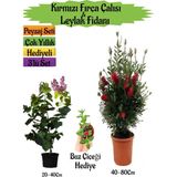 Kırmızı Fırça Çalısı+Kokulu Mor Leylak Fidanı+Buz Hediyeli Peyzaj Seti