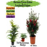 Kırmızı Fırça Çalısı+Leylandi Çam Fidanı+Tül Kuşkonmaz Hediyeli Peyzaj Seti
