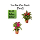 Kırmızı +Fuşya Yeni Gine Cam Güzeli Çiçeği 2 Adet Balkon Bitkisi (10-15Cm), SRD03022025BYB157