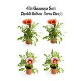 Kırmızı Gazanya 2 Adet+ Pembe Beyaz Gazanya 2 Adet Saksılı 10-20Cm Balkon Bitkisi, SRD03022025BYB63
