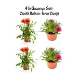 Kırmızı Gazanya 2 Adet+Koyu Pembe Gazanya 2 Adet Saksılı 10-20Cm Balkon Bitkisi, BTS0101NA1349