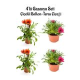 Kırmızı Gazanya 2 Adet+Koyu Pembe Gazanya 2 Adet Saksılı 10-20Cm Balkon Bitkisi, BTS04062025BYB267
