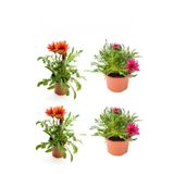 Kırmızı Gazanya 2 Adet+Koyu Pembe Gazanya 2 Adet Saksılı 10-20Cm Balkon Bitkisi, SRD03022025BYB138