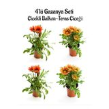Kırmızı Gazanya 2 Adet+Turuncu Sarı Gazanya 2 Adet Saksılı 10-20Cm Balkon Bitkisi, BTS0101NA1347