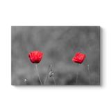 Kırmızı Gelincik Tablosu 100 x 70