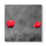 Kırmızı Gelincik Tablosu 90 x 90