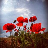 Kırmızı Gelincik