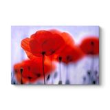 Kırmızı Gelincikler Tablosu 60 x 40