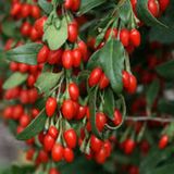 Kırmızı Goji Berry Fidanı Nq1 Kurt Üzümü 120 150 Cm Arası 5 Yaş