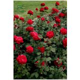 Kırmızı Gül Fidanı Yediveren Salon Gülü 20-40Cm (White Rose)