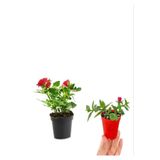 Kırmızı Gül(15-25 Cm)+ Buz Çiçeği(5-10 Cm) Saksılı Dış Mekan Bitkilei, SRD04022025BYB462