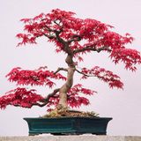 Kırmızı Japon Akçaağacı Tohumu 50 Adet Acer Palmatum