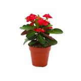 Kırmızı Japon Iğnesi Dikenler Tacı Euphorbia Milii Fidanı 10-20 cm