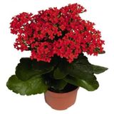 Kırmızı Kalanşo Kalanchoe Emel Hanım Kardeş Kanı Çiçeği 10-20 Cm