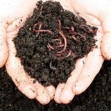 KIRMIZI KALİFORNİYA SOLUCANI(100 adet solucan+200gr fermente yem+2litre plastik bakım evi) -Evde Kompost İçin Canlı Solucan Paketi-Solucan Gübresi Üretimi İçin Canlı Solucan