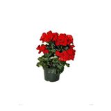 Kırmızı Katlı Begonya Çiçeği Fidanı Çiçekli Begonya 20Cm 40Cm