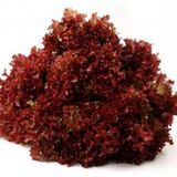Kırmızı Kıvırcık Marul Tohumu 100 Adet Tohum Lolo Rosso