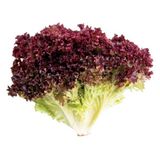 Kırmızı Kıvırcık Marul Tohumu 100 Tohum + Tohum