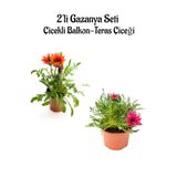 Kırmızı-koyu Pembe Gazanya Çiçeği 2 Adet Saksılı 10-20cm Balkon/teras Çiçeği
