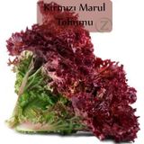 Kırmızı Marul Tohumu 1 Paket (1Gr=850+ Adet) Akdeniz Kıvırcık Tohumu