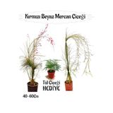 Kırmızı Mercan-Beyaz Mercan Çiçeği 2 Adet+ Tül Çiçeği Hediyeli Bahçe Bitkisi