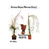 Kırmızı Mercan-Beyaz Mercan Çiçeği 2 Adet+ Yaprak Güzeli Çiçeği Hediyeli Bahçe Bitkisi, BTS01YGNA41