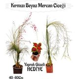 Kırmızı Mercan-Beyaz Mercan Çiçeği 2 Adet+ Yaprak Güzeli Çiçeği Hediyeli Bahçe Bitkisi, BTS01YGNA43 - 1 Adet