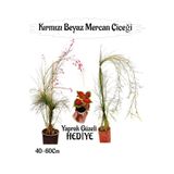 Kırmızı Mercan-Beyaz Mercan Çiçeği 2 Adet+ Yaprak Güzeli Çiçeği Hediyeli Bahçe Bitkisi, BTS01YGNA43