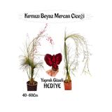 Kırmızı Mercan-Beyaz Mercan Çiçeği 2 Adet+Bordo Yaprak Güzeli Çiçeği Hediyeli Bahçe Bitkisi