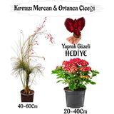 Kırmızı Mercan Çiçeği 1 Adet +Kırmızı Ortan Çiçeği 1 Adet Sakıslı+Yaprak Güzeli