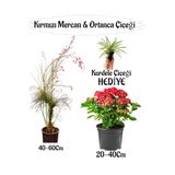 Kırmızı Mercan Çiçeği 1 Adet+Kırmızı Ortan Çiçeği 1 Adet Sakıslı+Kurdele Çiçeği Hediye Teras Bitkisi