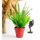Kırmızı No:3 Yalı Saksıda (20-25 cm) Aşk Merdiveni