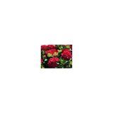 Kırmızı Ortanca Çiçeği Fidanı 10-20 cm