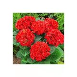 Kırmızı Ortanca Fidanı 10-20 Cm