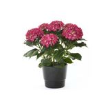 Kırmızı Ortanca Fidanı Kırmızı 20-40 Cm, Saksıda