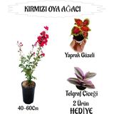 Kırmızı Oya Ağacı Fidanı 1 Adet Saksılı+Yaprak Güzeli-Telgraf Çiçeği Hediyeli